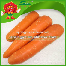 China Zanahoria exportador zanahoria roja orgánica